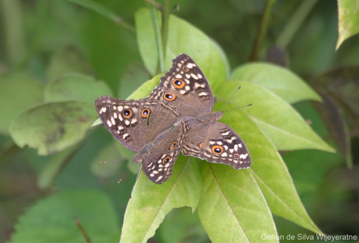 Junonia lemonias Linnaeus, 1758